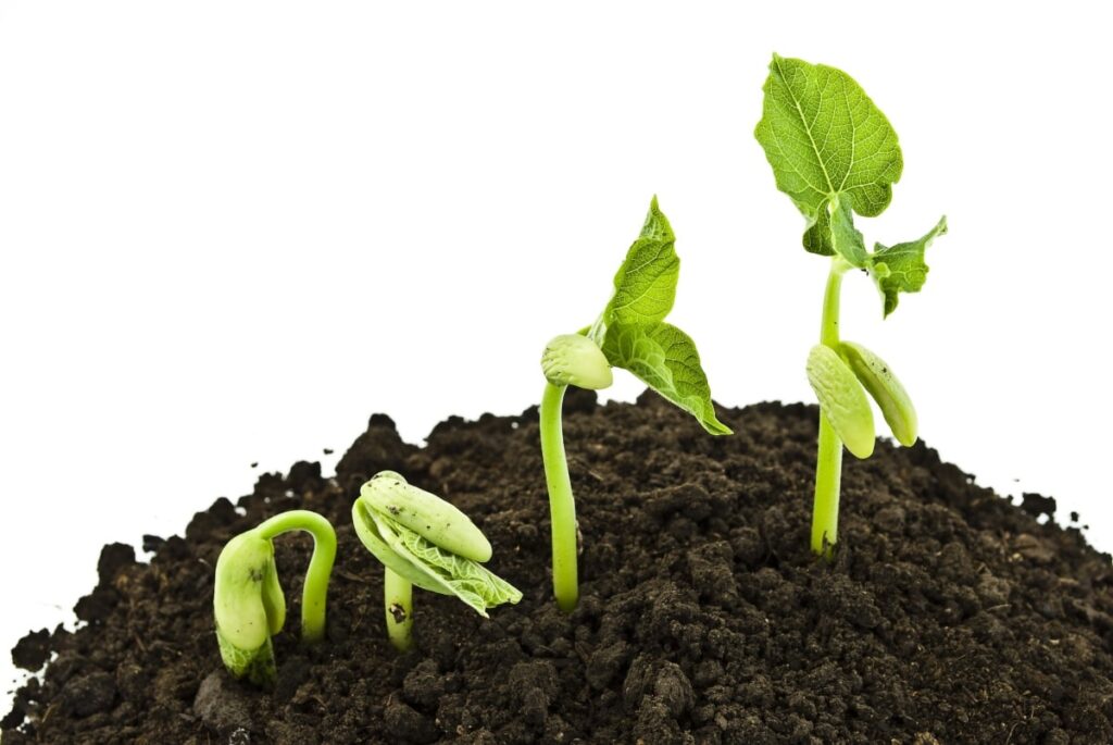 Germination process of seed
