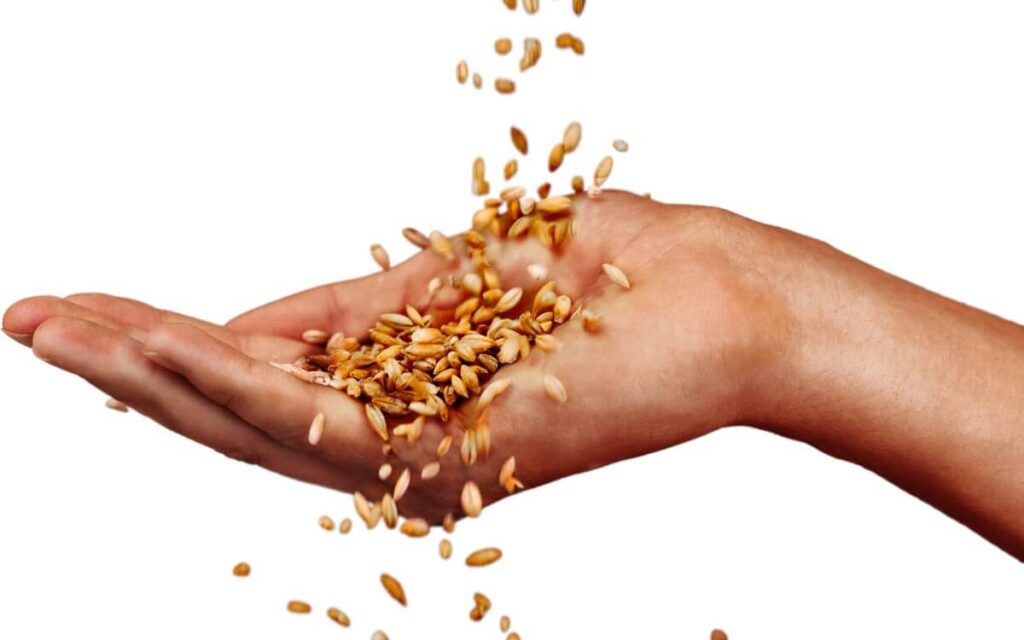 Seed processing | Duyvis Wiener